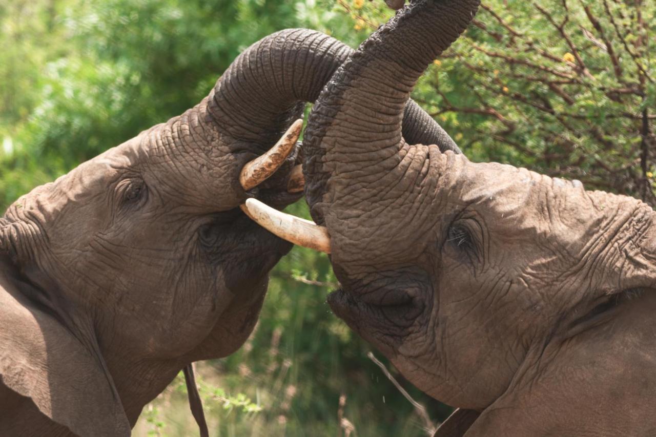 Black Rhino Game Lodge Pilanesberg Bagian luar foto