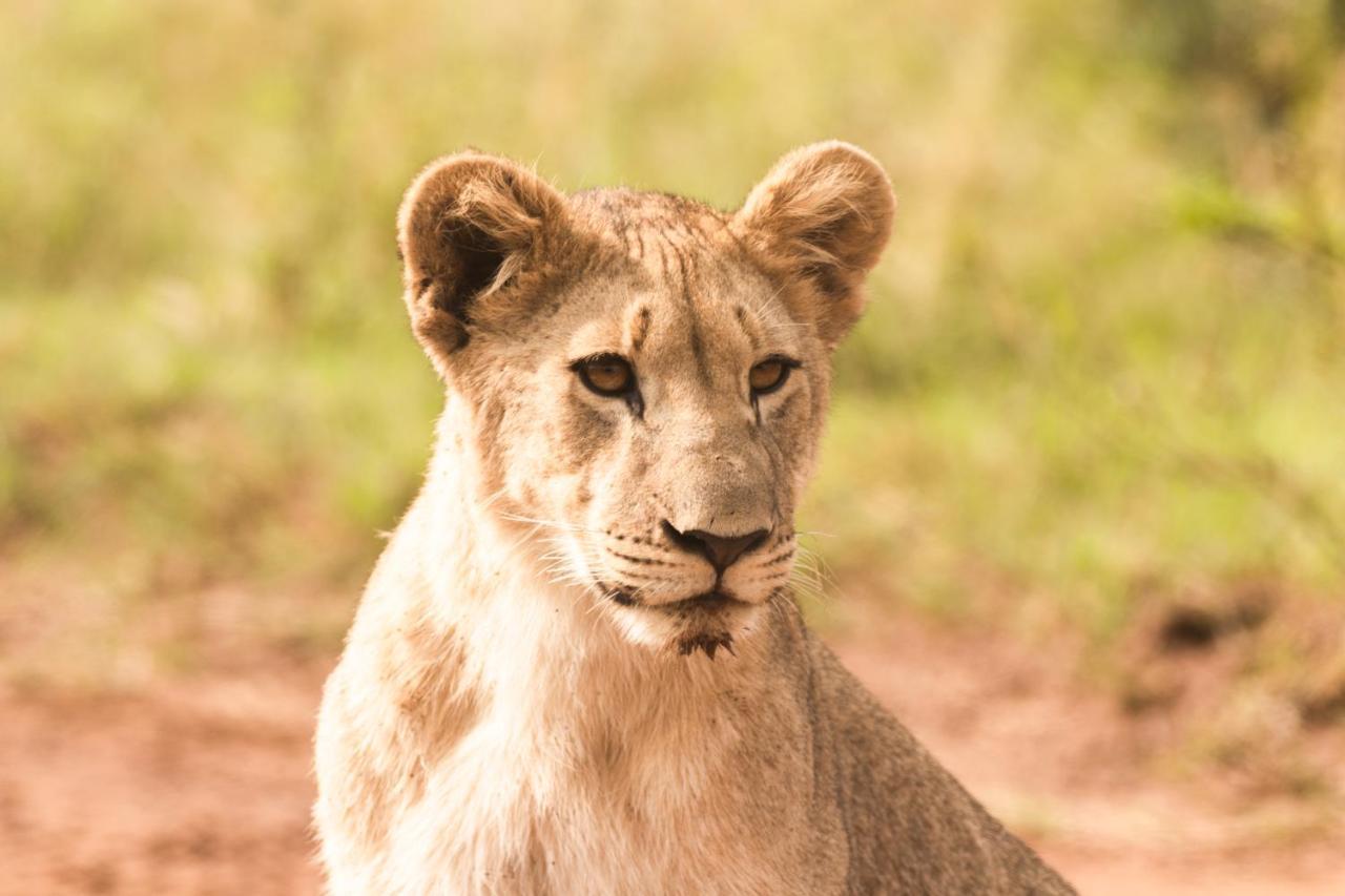 Black Rhino Game Lodge Pilanesberg Bagian luar foto