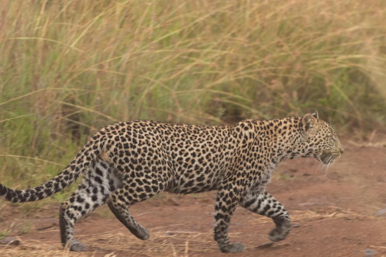 Black Rhino Game Lodge Pilanesberg Bagian luar foto