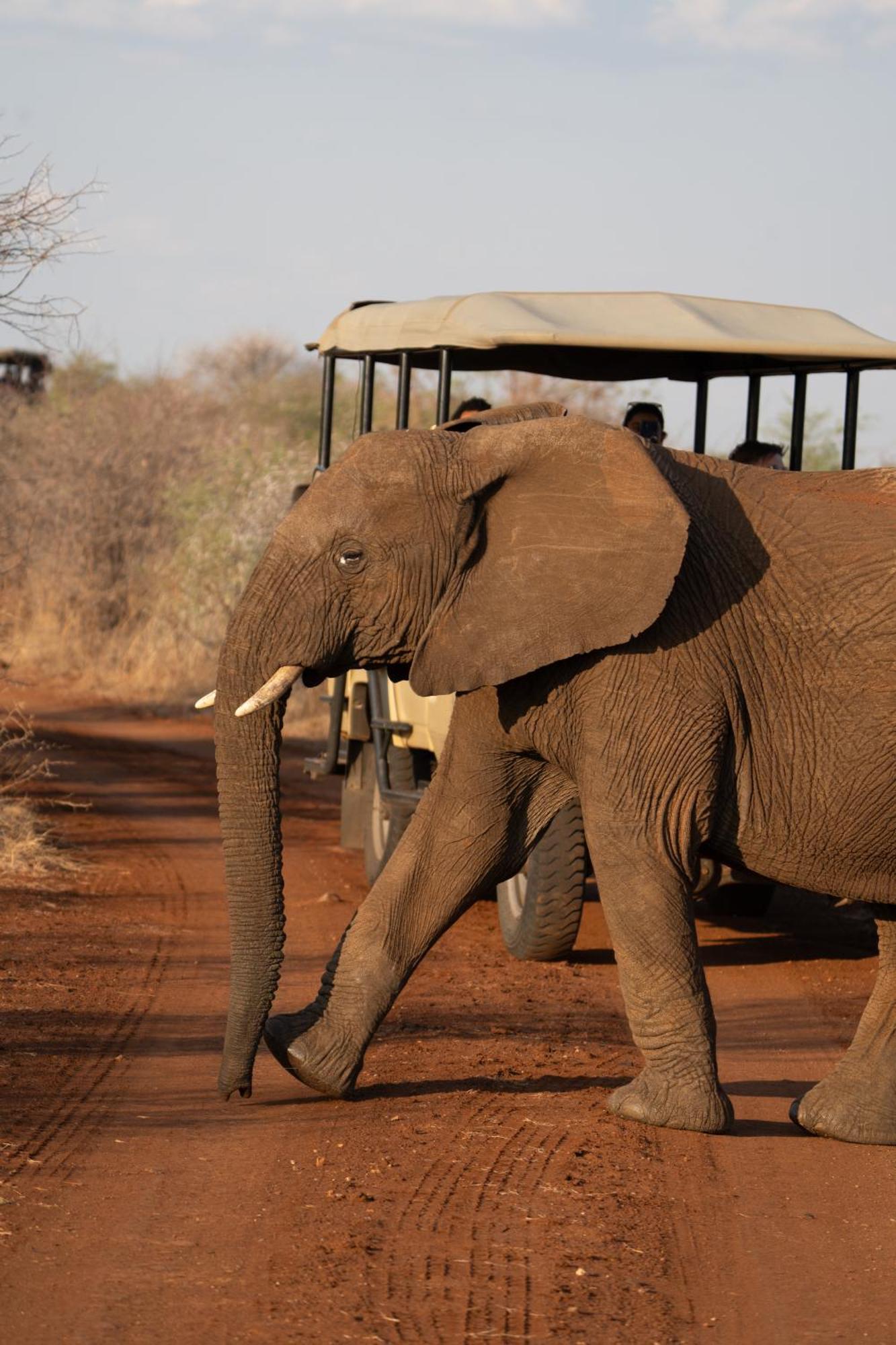 Black Rhino Game Lodge Pilanesberg Bagian luar foto