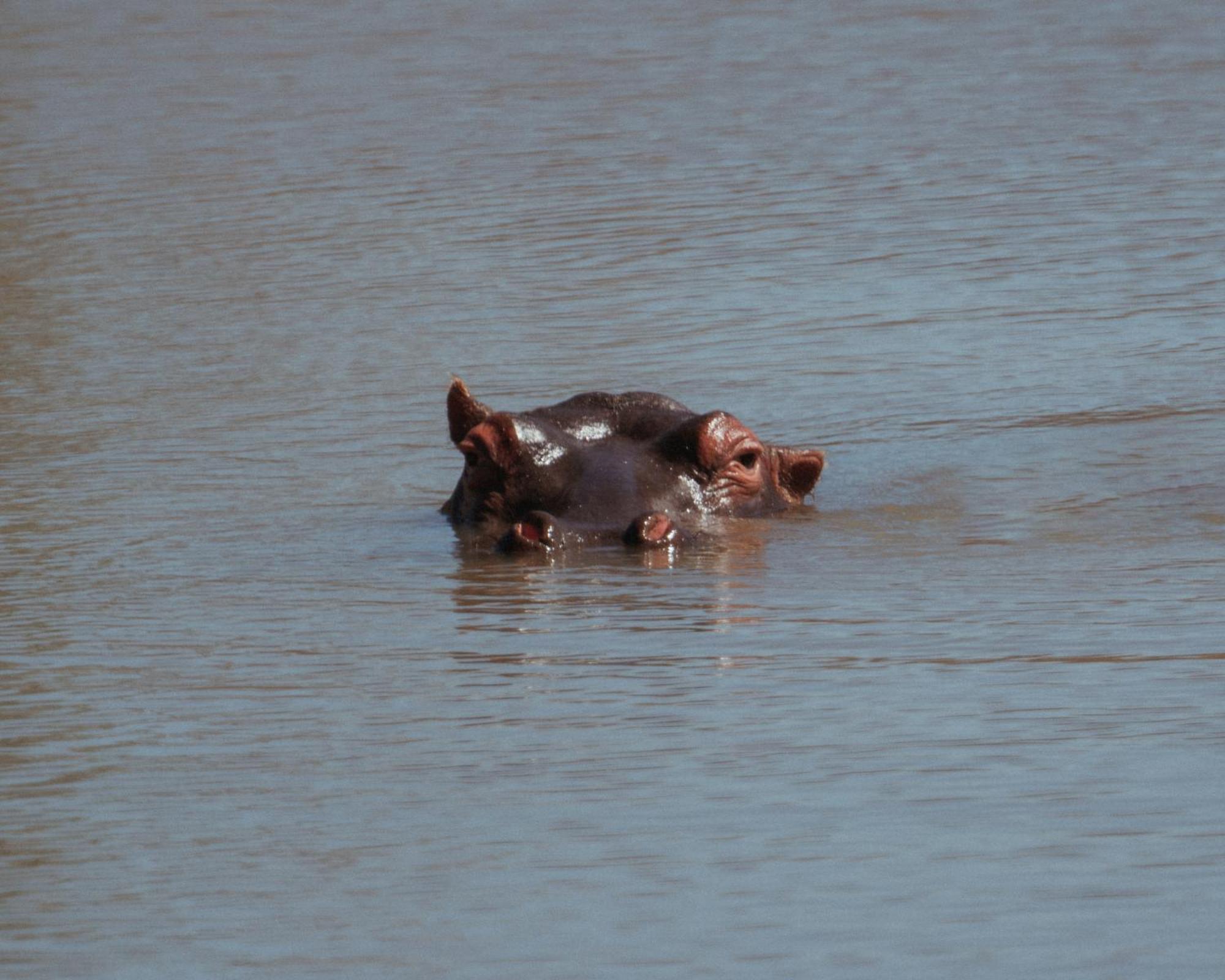 Black Rhino Game Lodge Pilanesberg Bagian luar foto