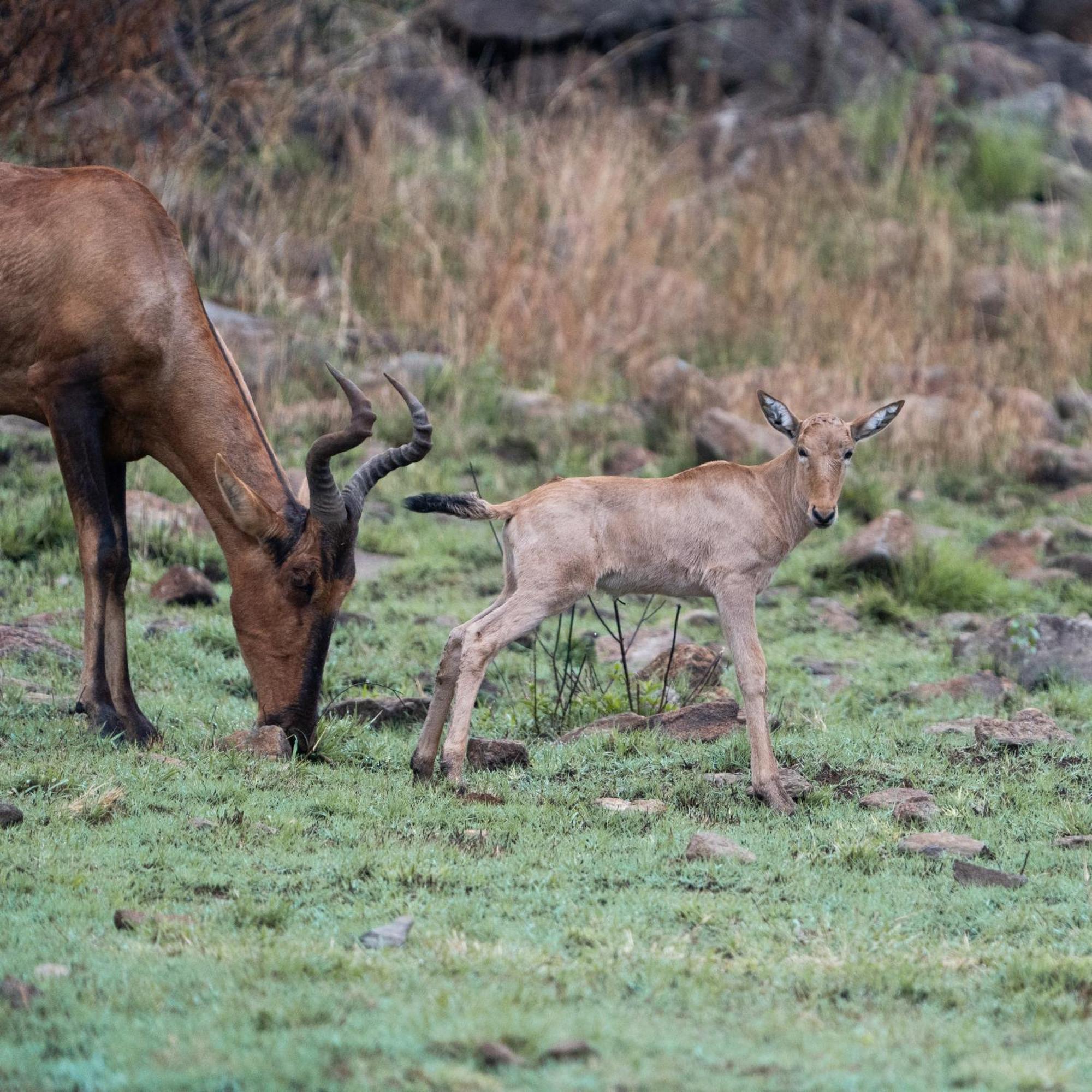 Black Rhino Game Lodge Pilanesberg Bagian luar foto